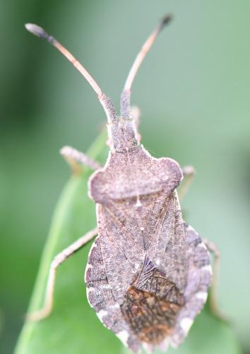 Réf. 255 749 : Enoplops scapha